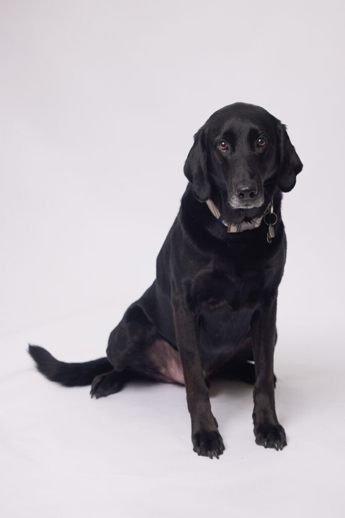 Large black dog in sitting position looking at the camera