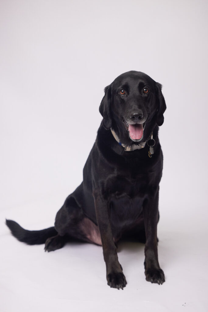 Large black dog sitting and looking at the camera with his mouth open pink tongue showing